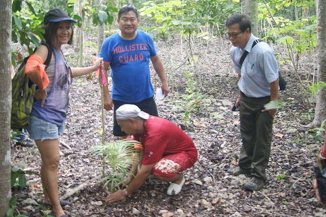 Salagdoong man-made mahogany forest in Maria Siquijor Philippines