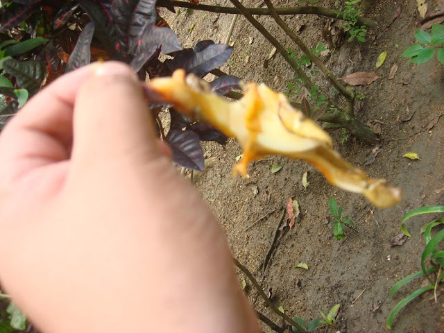 Saang meat in Siquijor Philippines