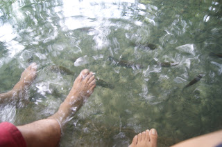 Balete Tree fish spa in Lazi, Siquijor